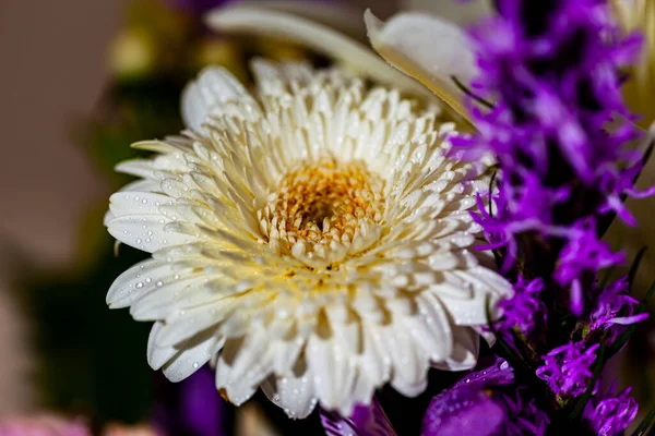 Close Uitzicht Mooie Bloeiende Bloemen Tuin — Stockfoto