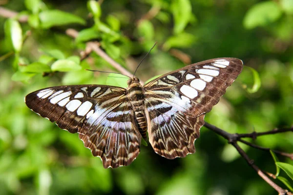 Mariposa Una Flor —  Fotos de Stock