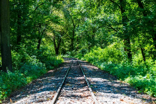 Vías Férreas Bosque — Foto de Stock