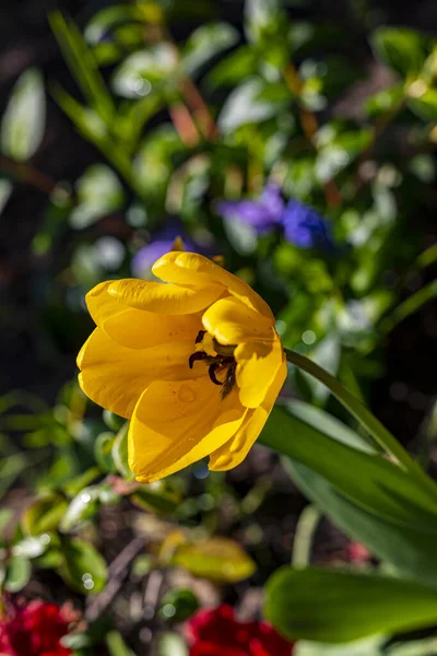 Belle Fleur Lumineuse Poussant Dans Jardin Journée Ensoleillée Été — Photo