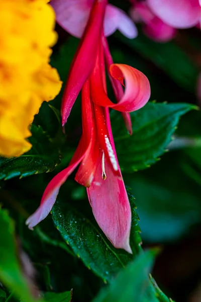 Beautiful Bright Flowers Growing Garden Summer Sunny Day — Stock Photo, Image