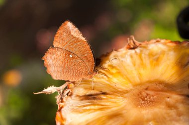 Güzel, sarı ve beyaz bir mantarın yakın plan çekimi.