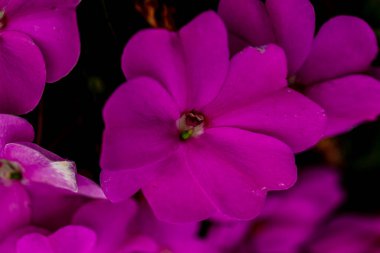 Güzel botanik fotoğrafı, doğal duvar kağıdı.