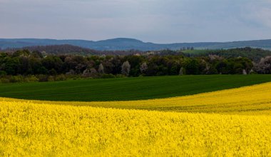 Sarı kolza tohumu tarlası olan güzel bir manzara.