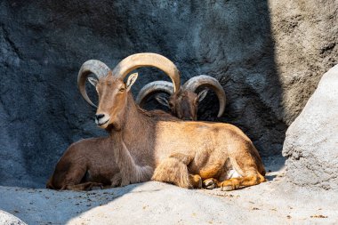 Dağlardaki hayvanat bahçesindeki genç hayvanlar.