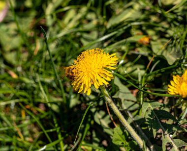 Bahçedeki sarı karahindiba çiçeği