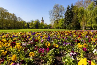 Güneşli yaz gününde parkta büyüyen güzel parlak çiçekler. 