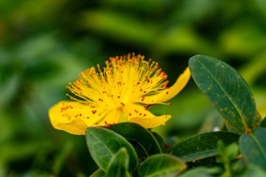 Bahçedeki güzel çiçekler