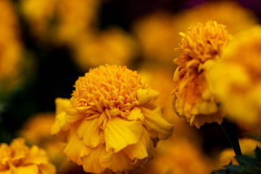 Güneşli yaz gününde bahçede büyüyen güzel, parlak çiçekler. 