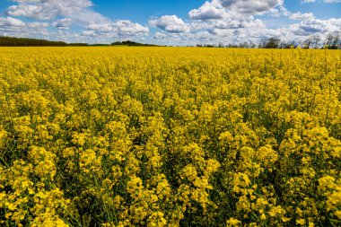 Sarı çiçekli tecavüz tarlası
