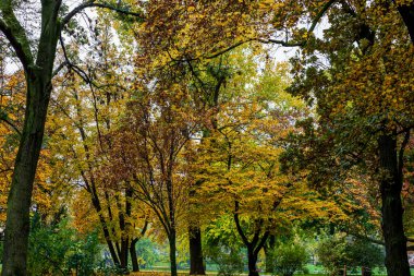 Doğada ağaçlar ve yapraklar olan sonbahar manzarası