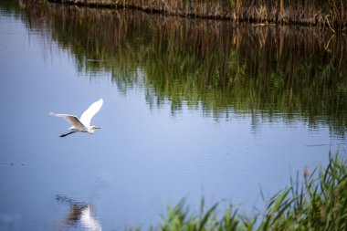 Martı suda uçuyor.