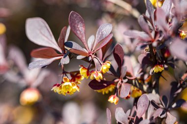 Güneşli yaz gününde bahçede büyüyen güzel, parlak çiçekler. 