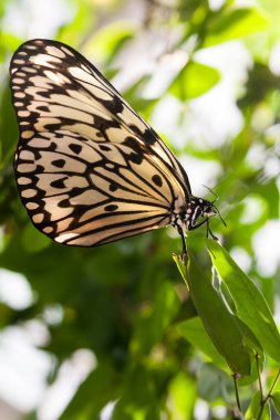 Çiçekteki güzel kelebek