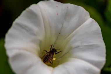 Güzel botanik fotoğrafı, doğal duvar kağıdı.