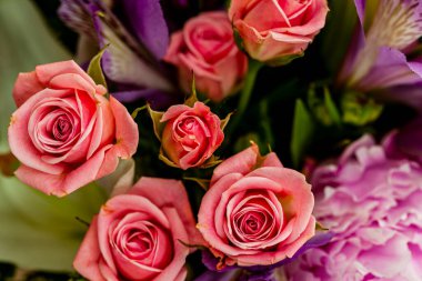 Beyaz arka planda pembe güller.