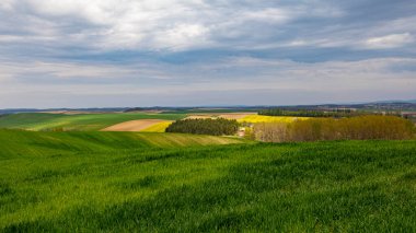 Güneşli bir günde sarı çiçekli güzel bir tecavüz sahası 