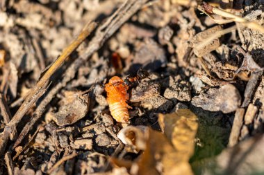 Ormandaki karıncalar