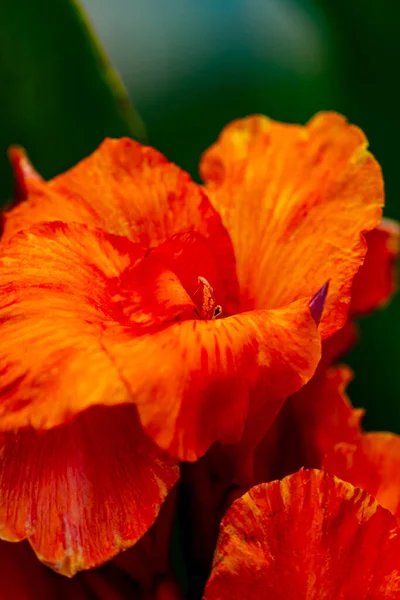 Mooie Oranje Bloemen Tuin — Stockfoto