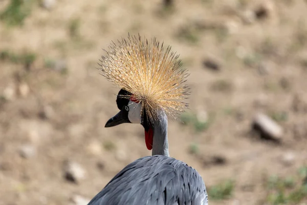 Närbild Vacker Fågel — Stockfoto