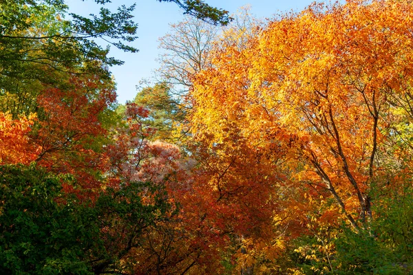 autumn landscape with colorful trees