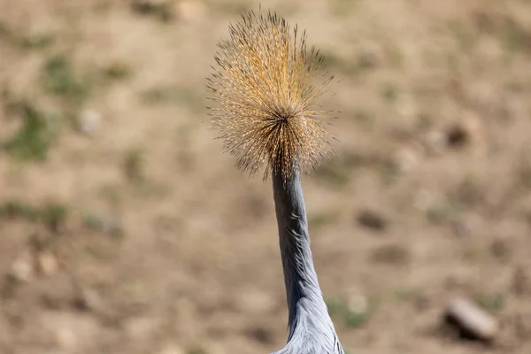 Closeup Shot Beautiful African American White Tailed Wild Bird — Stock fotografie