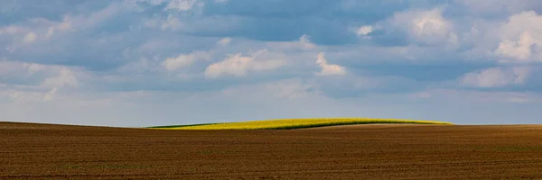 Vackert Landskap Rapsfält Med Gula Blommor Solig Dag — Stockfoto