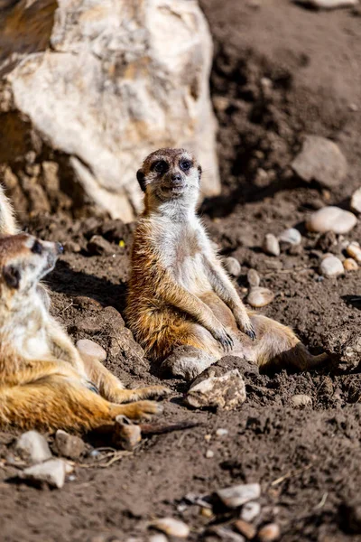 Erdmännchen Zoo — Stockfoto