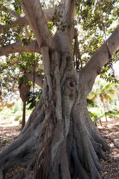 Tronco Albero Nel Parco — Foto Stock