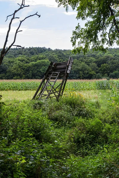 Picturesque View Ruined Building Endless Forest Sunny — Foto de Stock