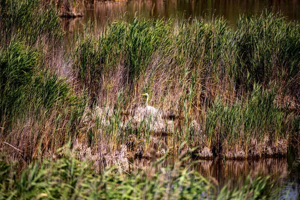 Prachtig Uitzicht Rivier Weelderige Vegetatie — Stockfoto