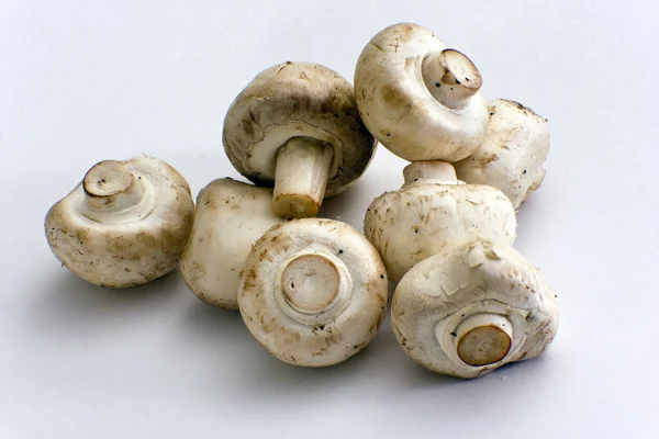 Fresh Champignon Mushrooms White Background — Stock Photo, Image