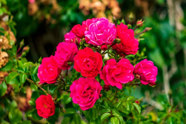 Belles Roses Dans Jardin — Photo