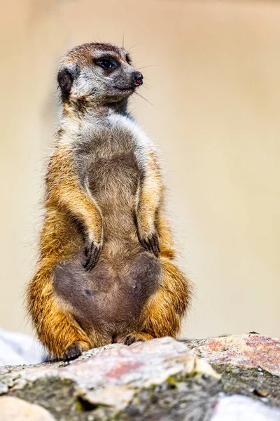 Meerkat Suricata Suricatta Suricate Animal — Stock fotografie