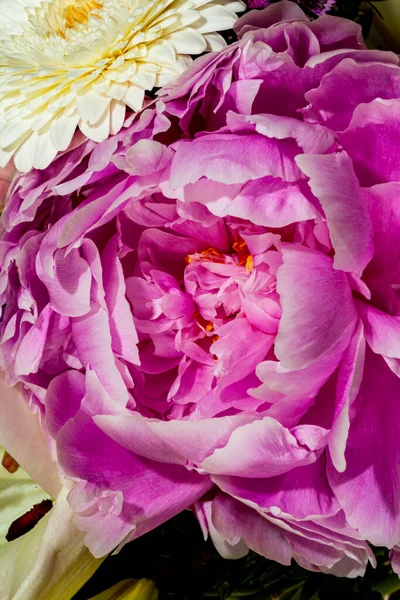 Bellissimo Bouquet Peonie Rosa — Foto Stock