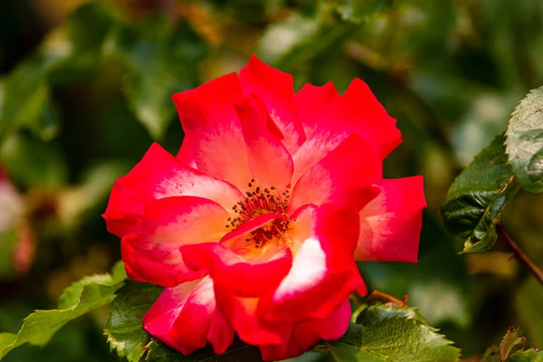 Bela Rosa Vermelha Jardim — Fotografia de Stock