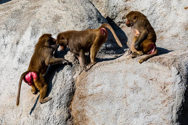 Monkey Zoo — Stock Photo, Image