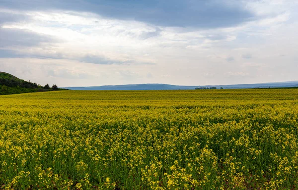 Красивий Пейзаж Полем Жовтих Квітів — стокове фото