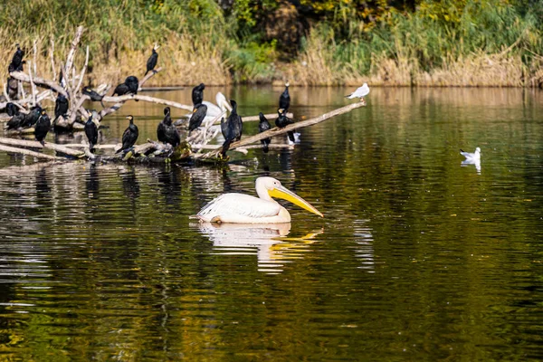 White Pelican Water — Stock Photo, Image