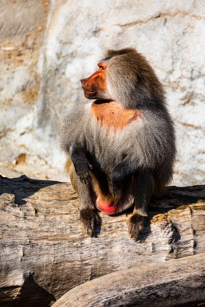 Macaco Zoológico — Fotografia de Stock