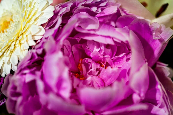 Bellissimo Bouquet Peonie Rosa Sfondo Bianco — Foto Stock