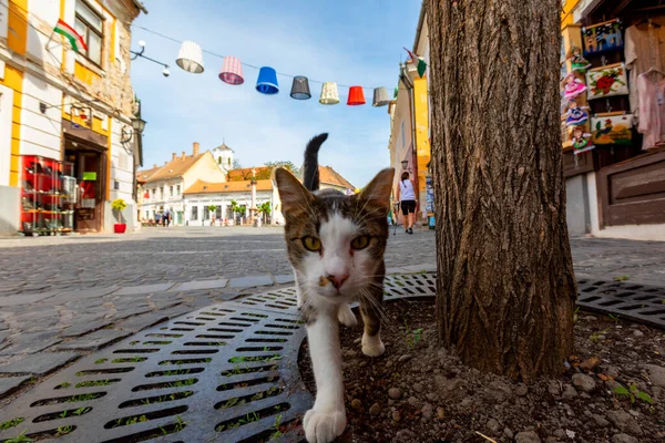 Hongrie Szentendre Avr 2018 Szentendre Vue Sur Rue Vie Ville — Photo