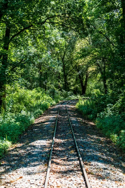 Σιδηροδρομικές Γραμμές Στο Καταπράσινο Δάσος — Φωτογραφία Αρχείου