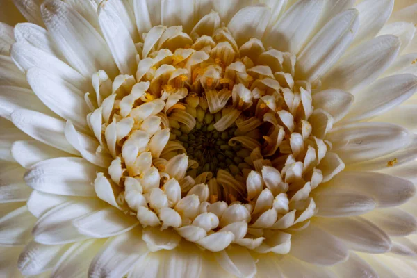 Mooie Heldere Bloem Groeien Tuin Zomer Zonnige Dag — Stockfoto