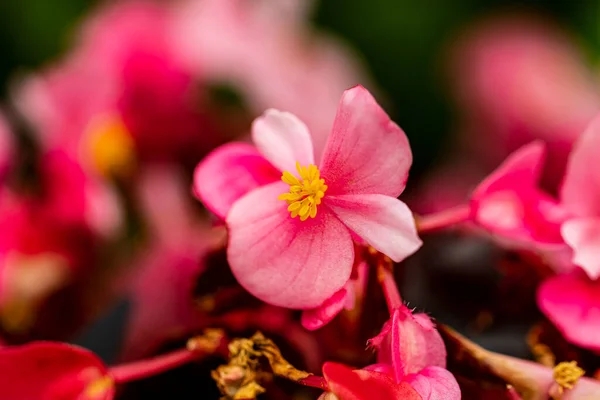 Belas Flores Brilhantes Crescendo Jardim Dia Ensolarado Verão — Fotografia de Stock