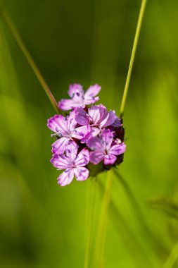Bahçedeki güzel mor çiçekler