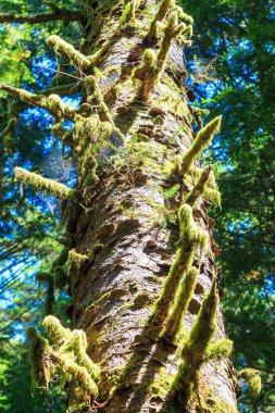 Ormanda çam ağacı gövdesi