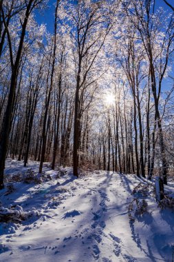 Kışın parkta bir patika..