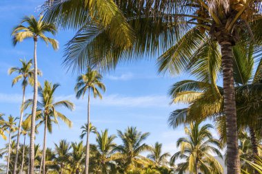 Palmiye ağaçları ve mavi gökyüzü olan güzel tropikal plaj