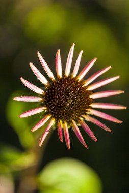 Bahçede çiçek açan güzel çiçeklerin yakın çekim görüntüsü